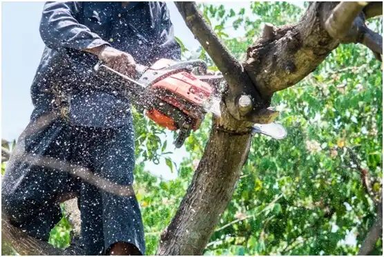 tree services Edwardsville